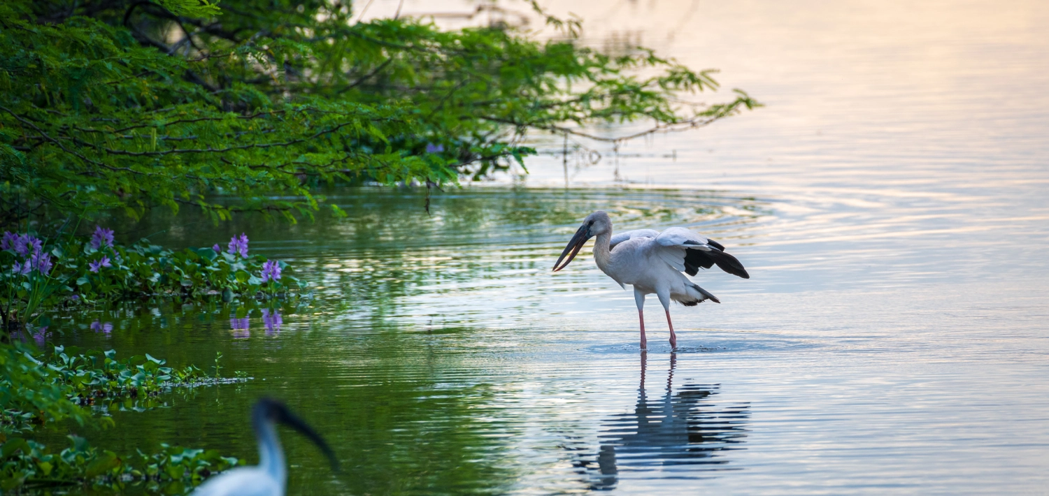 Birdwatching Tours at Bundala National Park