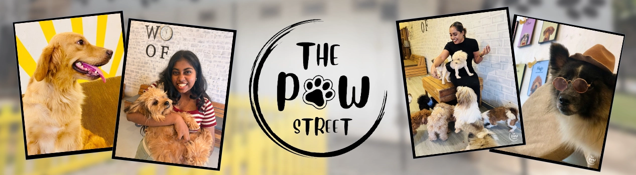 Paw Street Pet Experience