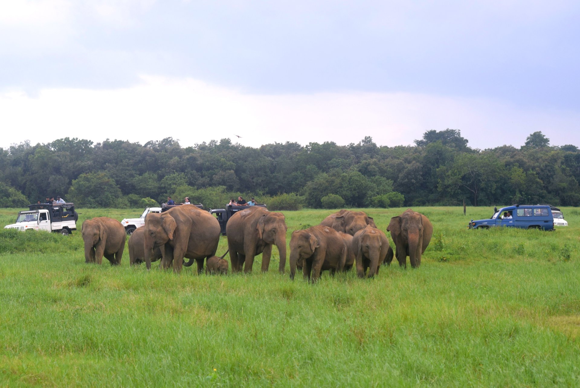 Kaudulla National Park