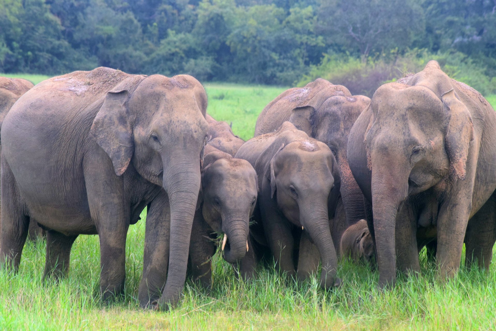 Kaudulla National Park