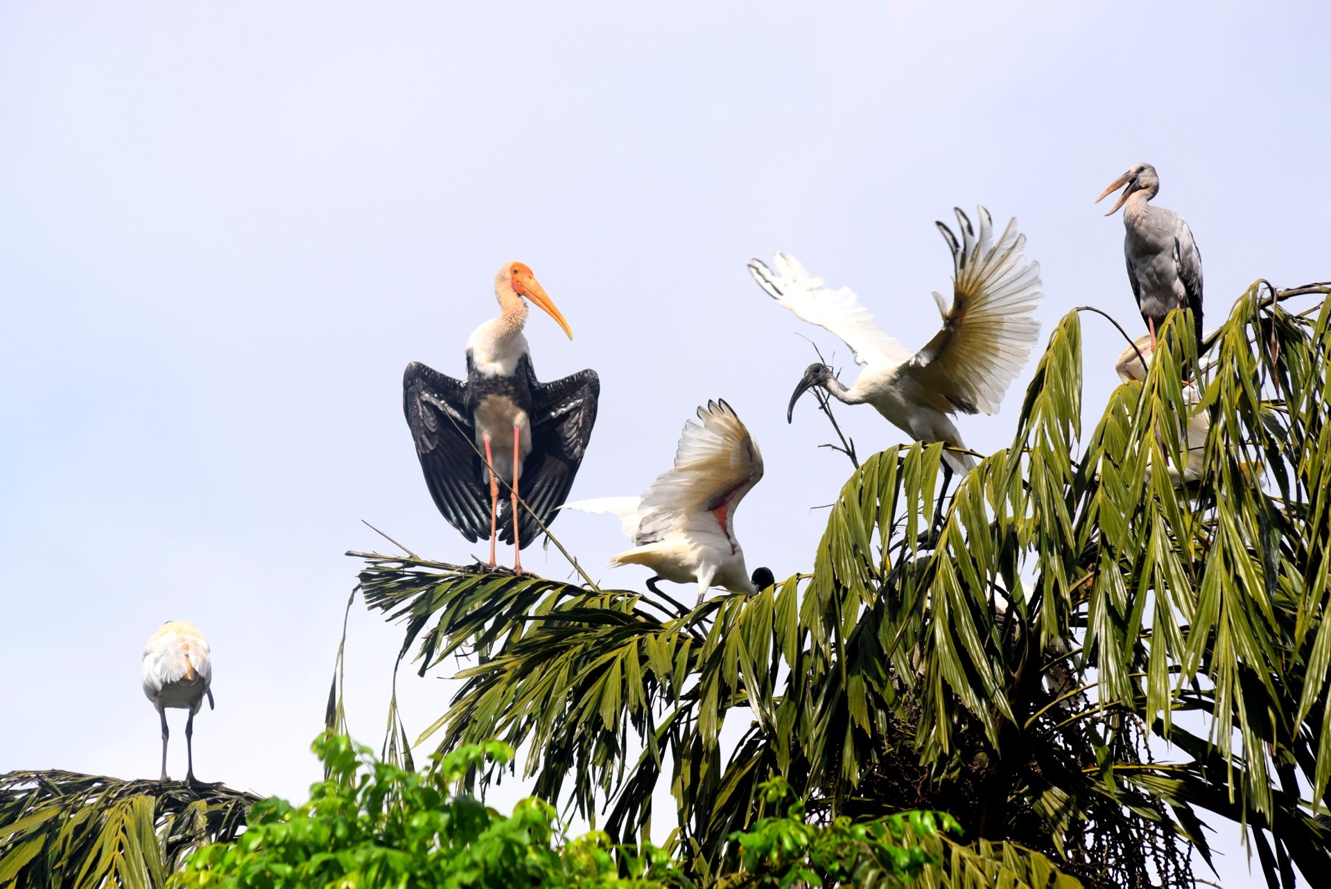 Bellanwila-Attidiya Bird Sanctuary