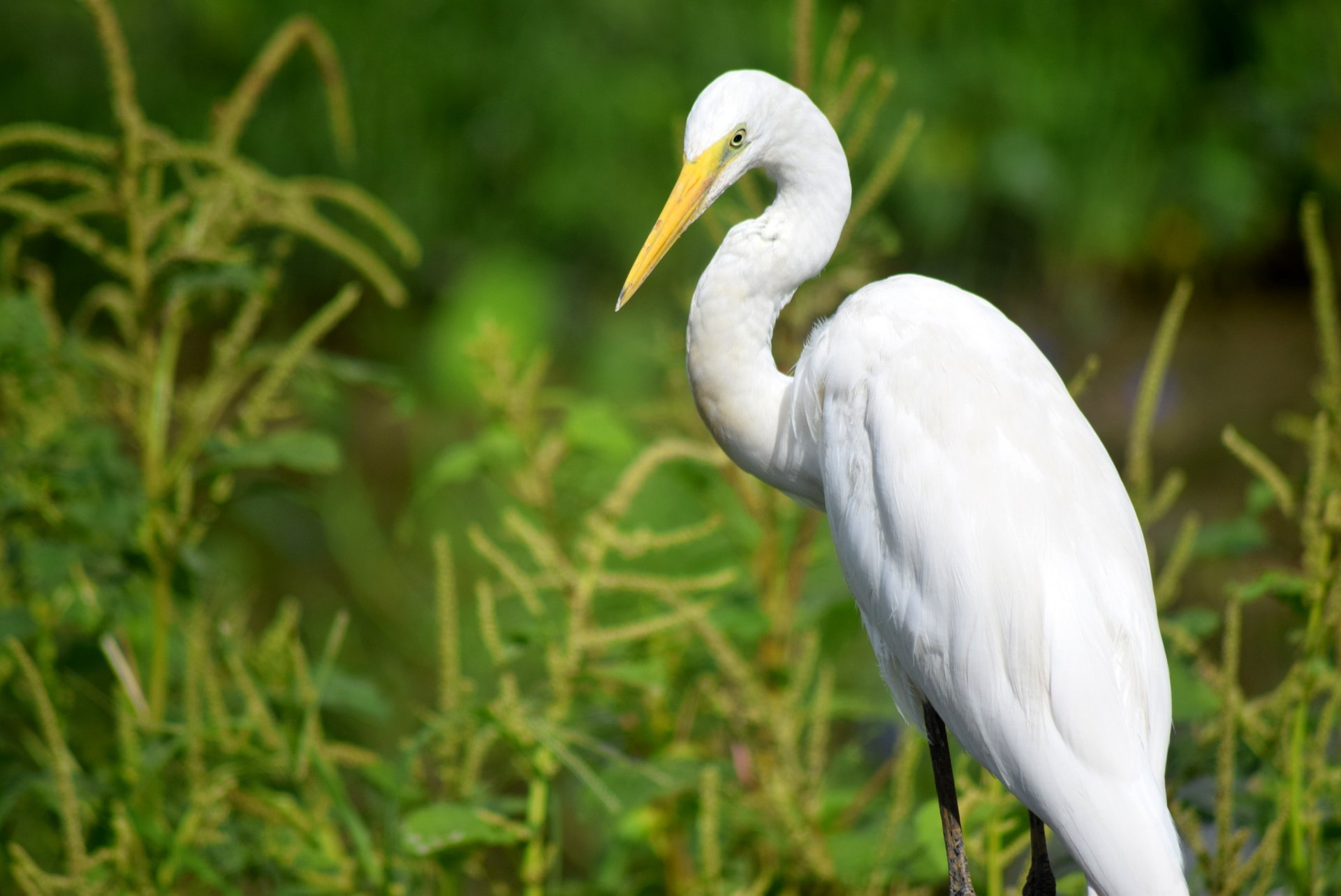 Bellanwila-Attidiya Bird Sanctuary
