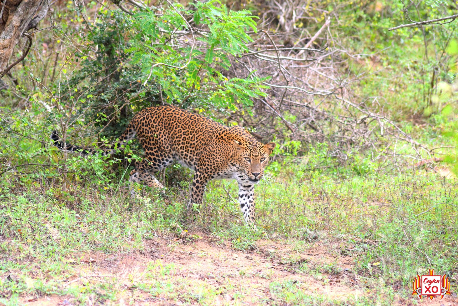 Yala National Park