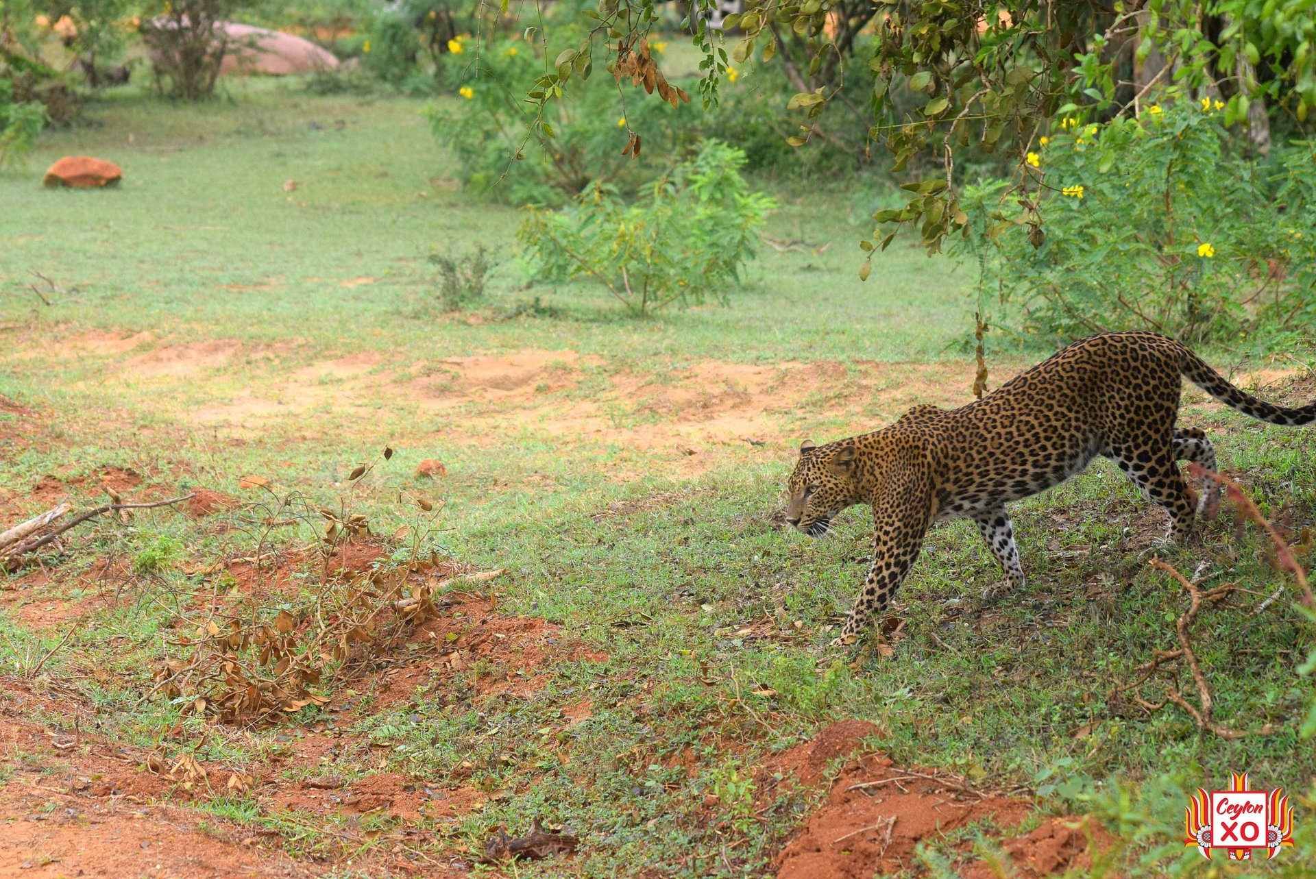 Yala National Park