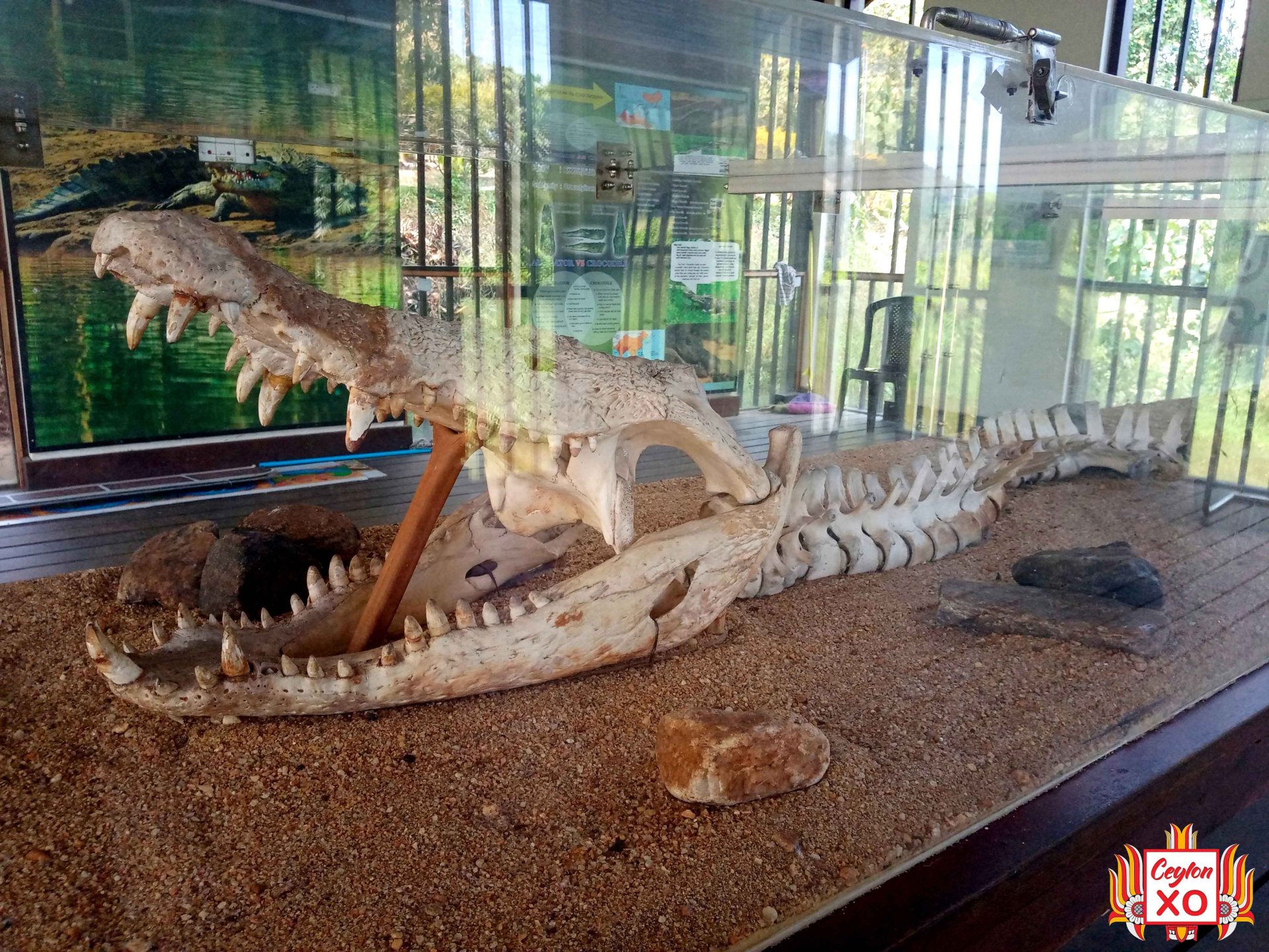 Pinnawala Open Zoo - Museum