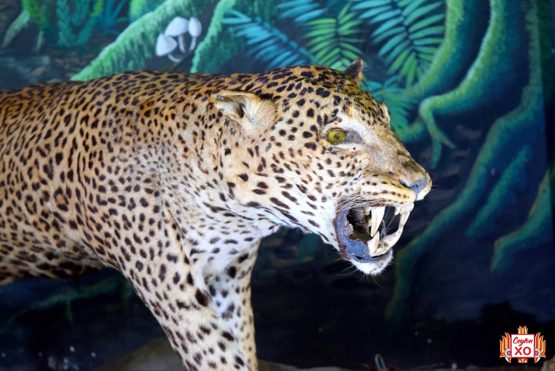 Pinnawala Open Zoo - Museum